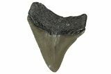 Serrated, Juvenile Megalodon Tooth - North Carolina #351768-1
